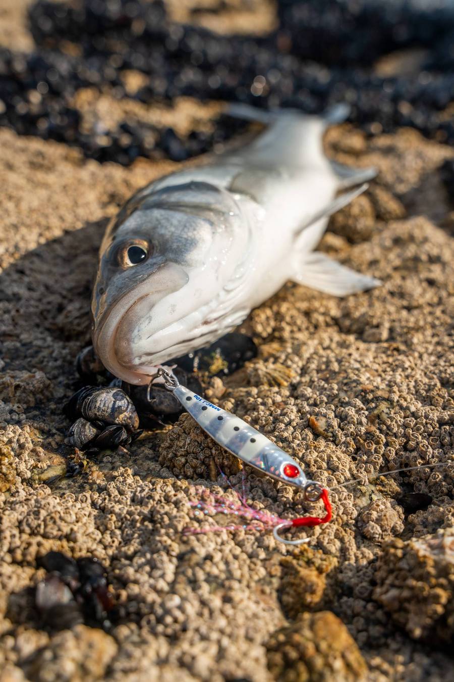 Descubre el Mustad Mezashi Casting Jig. Diseño asimétrico japonés, ojo refractante y anzuelos UltraPoint para una acción errática y clavadas seguras. MUSTAD MEZASHI MICRO CASTING JIG - Imagen 9